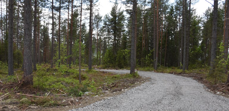 Skogsbilväg. Foto: Ulrika Lagerlöf