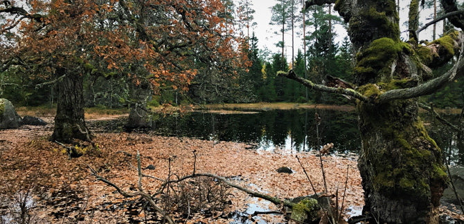 Småvatten-blandsumpskog i Uppland. Foto: Lena Gustafsson