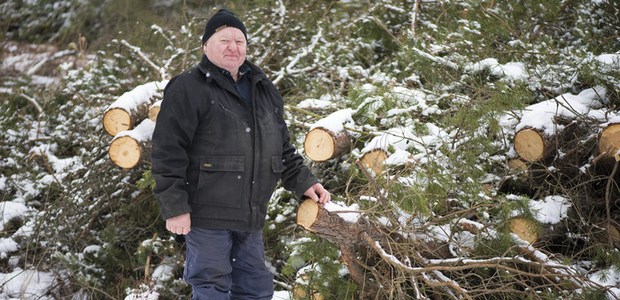 Sten-Ivan Danielsson, skogsägare som avverkat 15 hektar tallungskog för att förhindra vidare spridning av svampen Diploida pinea. Foto: Patrik Söderman