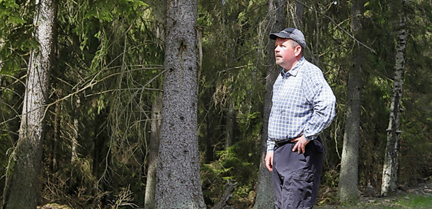 John Wallin, skogsförvaltare på Skogssällskapet, inspekterar ett äldre bestånd.