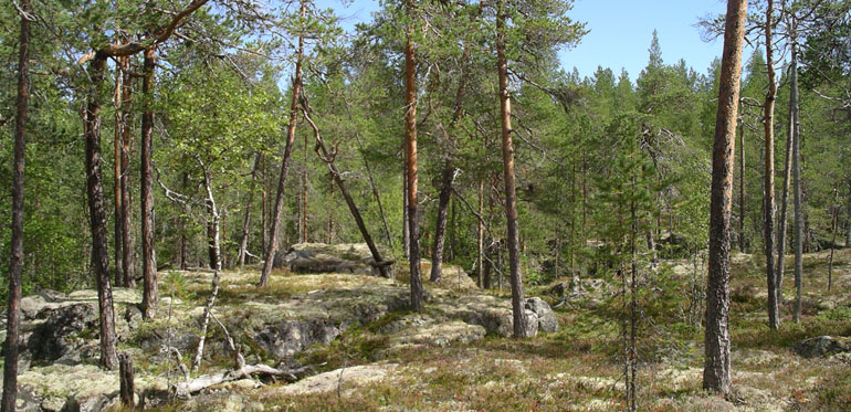 Hällmark i Norrbotten. Foto: Olof Hedgren