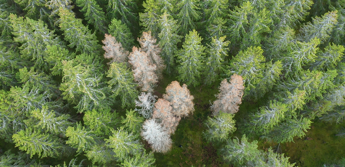 Granbarkborreskadad skog. Foto: Yaman Albolbol, Skogsstyrelsen