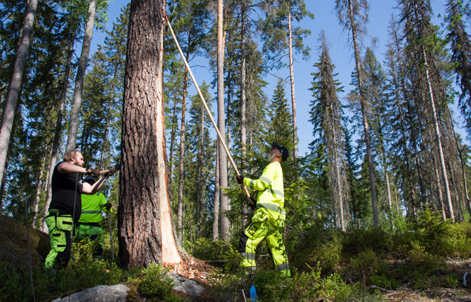Randbarkning av tallar i Hedemora kommun. Foto: Ulrika Lagerlöf/Skogssällskapet