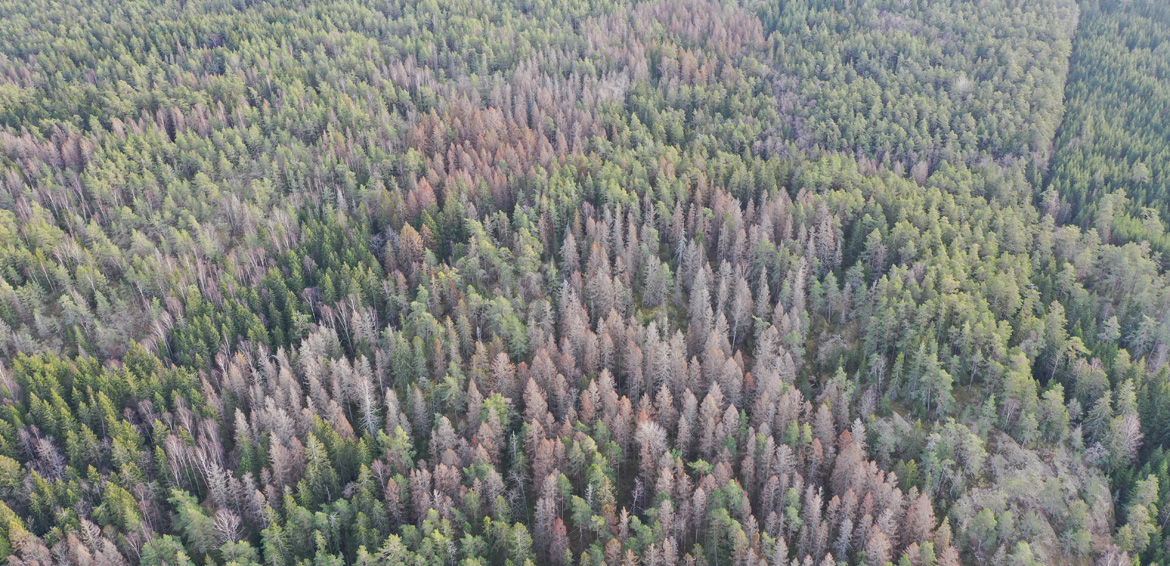 Flygbild över barkborreskadad skog. Foto: Pär Viksten