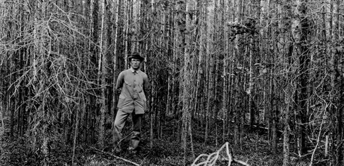 Tät tallskog i Alträsk, Norrbotten, från 1919. Foto: SLU:s historiska bildbank