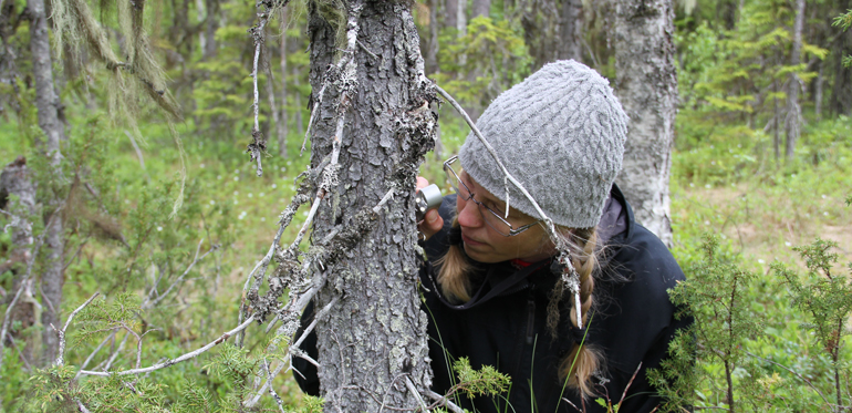 Många olika expertiser deltar vid inventeringen av naturvårdsnyttans långsiktiga effekter. Här är Ulrika Nordin, lavinventerare. Foto: Lena Gustafsson
