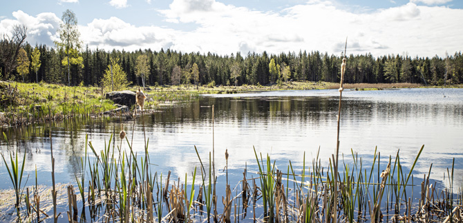 Våtmark på Skogssällskapets fastighet Bredvik utanför Norrtälje. Foto: Felicia Yllenius