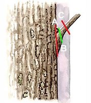 Illustration över var grenen ska kapas vid stamkvistning. Illustration: Rose-Marie Rytter. Källa: Skogskunskap